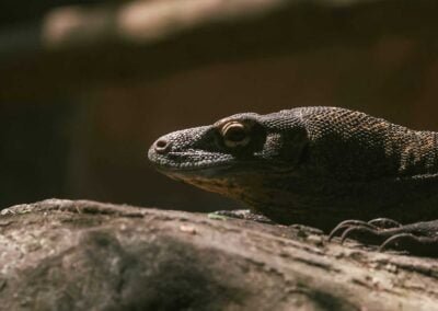 Komodo Dragon